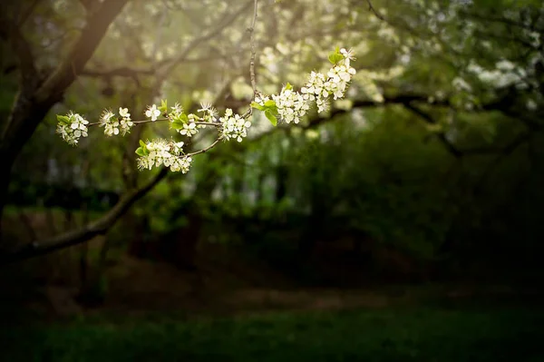 Vita Blommor Blommande Plommonträd Ren Träd Blomma Med Solljus Låg — Stockfoto