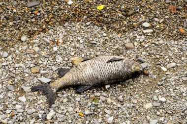 Ölü balık bir gölün kıyısına vurmuş.