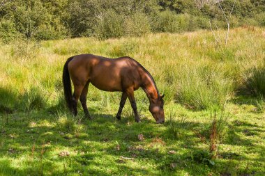 Kahverengi at ağacın gölgesinde bir tarlada otluyor. İnsan yok. Boşluğu kopyala.
