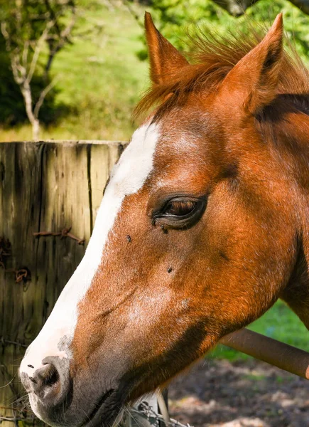 Gros Plan Cheval Brun Avec Des Mouches Sur Tête Pas — Photo