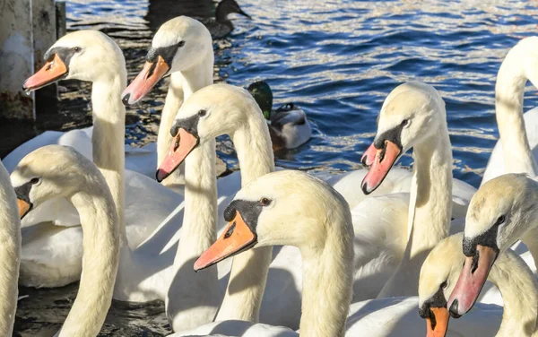 Tête Cou Troupeau Cygnes Blancs — Photo