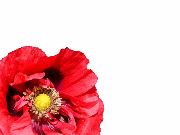 Close Van Bloem Van Een Opimum Papaver Papaver Somniferum Tegen — Stockfoto