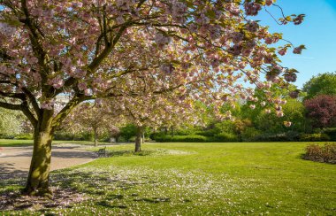 Halka açık bir parkta çiçek açan kiraz ağacı.