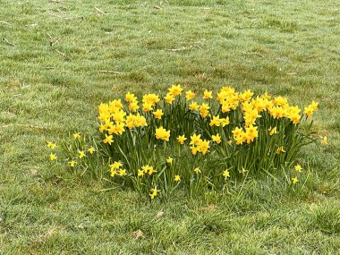 Daffodils growing in a public park. No people.