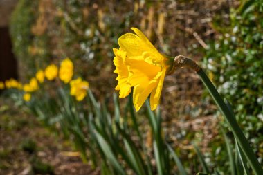 Arka planda daha çok nergis bulunan bir bahçedeki nergis çiçeğinin başını kapat. Botanik adı Narcissus..