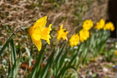 Bahçedeki nergis çiçekleri. Botanik adı Narcissus..