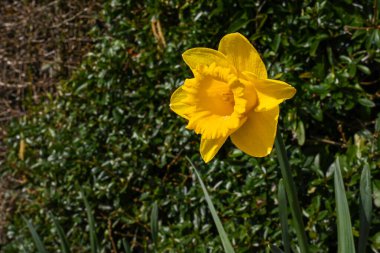 Sade bir arka planda izole edilmiş bir bahçede nergis ağacının başını kapat. Botanik adı Narcissus..