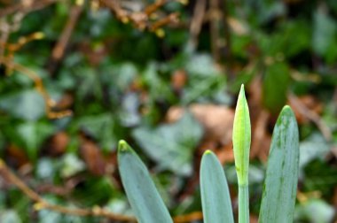 Bahçe sınırında yetişen nergis çiçeği tomurcuğu. Botanik adı Narcissus. Kimse yok..