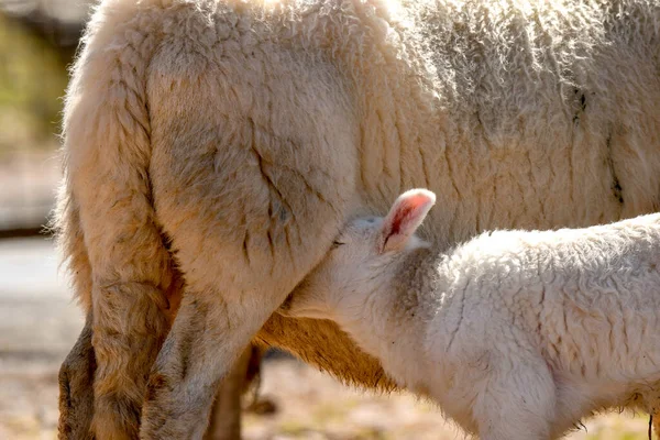 Lamd Alimenta Madre Hay Gente —  Fotos de Stock