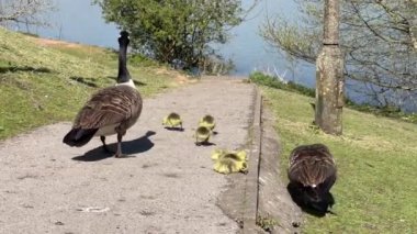 Yaya geçidinde göle doğru yürüyen yaban kazları. Kimse yok..