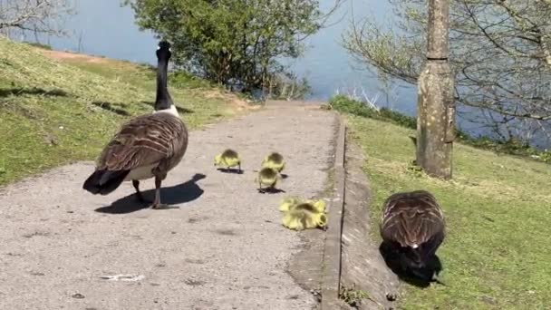 Gansos Salvajes Con Goslings Caminando Por Sendero Hacia Lago Hay — Vídeos de Stock