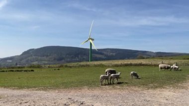 Pontypridd, Galler - Nisan 2021: Bir nergis çiçeğine benzemesi için yeşil ve sarıya boyanmış yamaçtaki bir rüzgar türbininin önündeki koyun. Yeşil olan kule gövde. Sarı yapraklar taç yapraklarıdır.