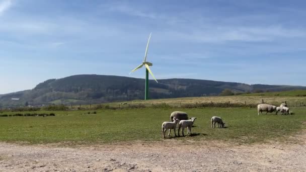 Pontypridd Walia Kwiecień 2021 Owce Przed Turbiną Wiatrową Zboczu Wzgórza — Wideo stockowe