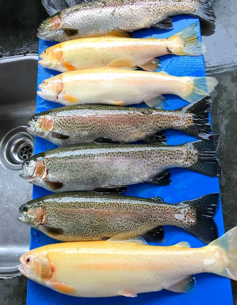 Freshly Caught Trout Chopping Board Restaurant Kitchen People — Photo