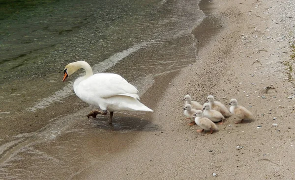 Cygnets Mother Lake — Φωτογραφία Αρχείου