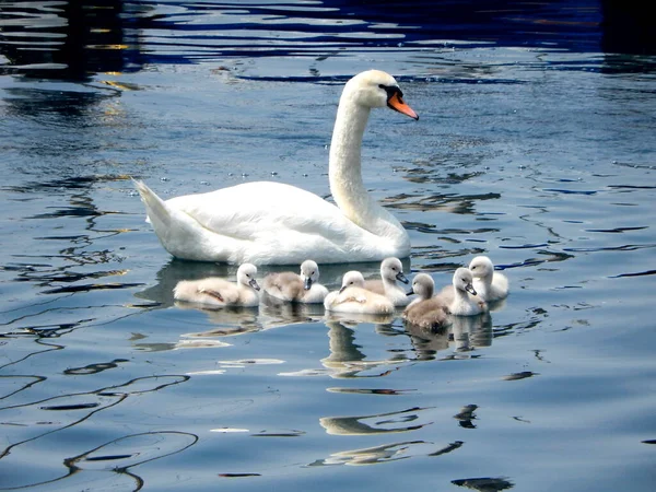 Swan Cygnets Calm Waters Lake — Stockfoto