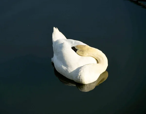 Höckerschwan Schläft Während Auf Dem Stillen Wasser Eines Sees Treibt — Stockfoto