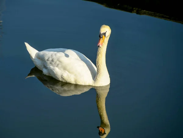 Stum Svan Flyter Stilla Vatten Sjö — Stockfoto