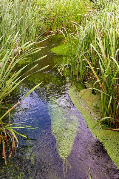 Petit Ruisseau Qui Coule Doucement Travers Lit Herbes Longues Poussant — Photo