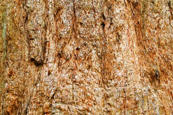 Corteza Árbol Gigante Secuoyas Fondos Hay Gente —  Fotos de Stock