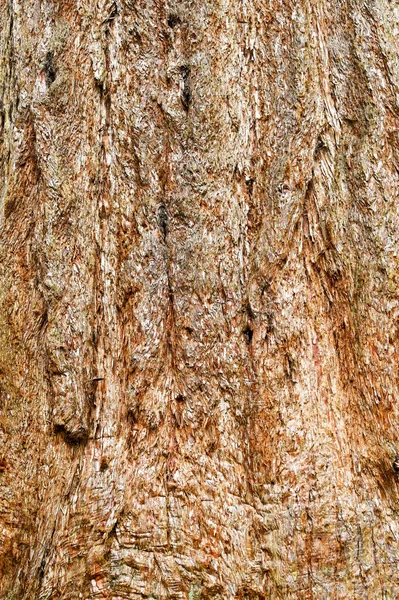 巨大なレッドウッドの木の樹皮 人はいない — ストック写真