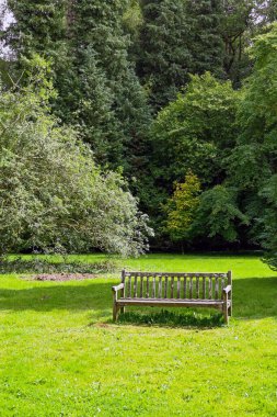 Orman ortamında tek bir ahşap bank. Kimse yok..