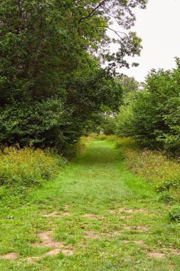Kırsalın ormanlık bir bölgesinde pürüzlü bir patika. Kimse yok..