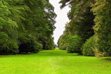 Doğal bir park yerinde, olgun ağaçlarla dolu uzun bir cadde. Kimse yok..