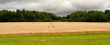 Olgun buğday tarlasının panoramik görüntüsü. Tarlada traktör izleri var. Kimse yok..
