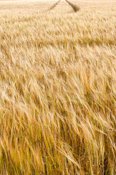 Campo Trigo Soprando Uma Brisa Suave — Fotografia de Stock