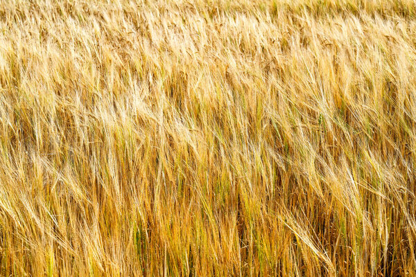 Close-up of wheat growing in a field