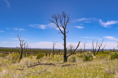 Yangından sonra Mesa Verde Ulusal Parkı 'nda yanan bir ağacın kalıntıları. Etrafında çimenler ve çalılar canlanıyor. Kimse yok..