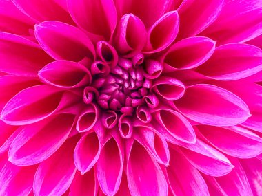 Dahlia Mor çiçeğinin yakın görüntüsü.