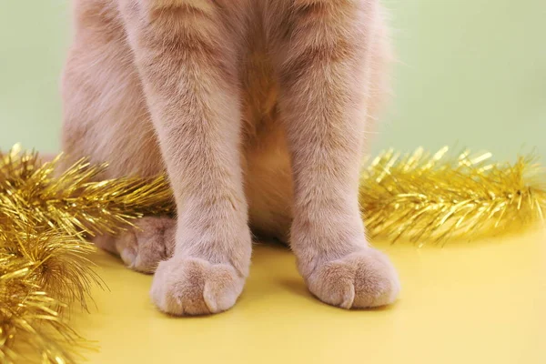 Kırmızı kedinin bir parçası. Oturan kırmızı bir kedinin ön pençeleri. Yeni yıl tatilleri ve ev hayvanları. — Stok fotoğraf