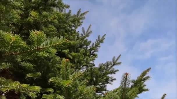 Větve Velké Zelené Jedle Kolébají Proti Modré Obloze Větru Jehličnatý — Stock video