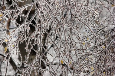Kış geldi. Buzla kaplı ağaç dalları. Buzlu yağmurdan sonraki ağaçlar. Soğutma ve dondurma.