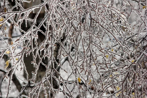 Kış geldi. Buzla kaplı ağaç dalları. Buzlu yağmurdan sonraki ağaçlar. Soğutma ve dondurma.