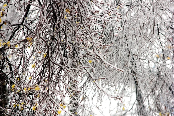 O inverno chegou. Ramos de árvores cobertos de gelo. Árvores depois de uma chuva gelada. refrigeração e congelação. — Fotografia de Stock