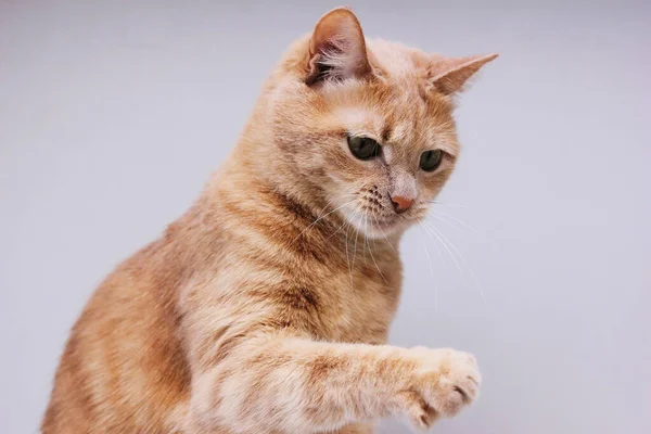 Rode kat met opgeheven poot. Geïsoleerde kat. — Stockfoto