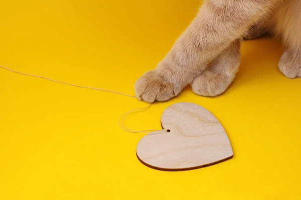 배경의 심장을 고양이의 동물에 — 스톡 사진