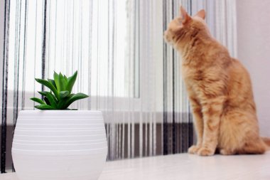 Haworthia cymbiforis ve pencereden dışarı bakan kırmızı bir kedi. Beyaz plastik bir saksıda etli yaprakları olan sulu bir bitki. Alerjenler evde..