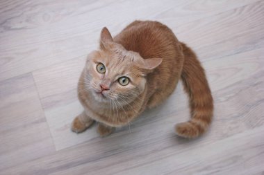 Dikkatle bakan kırmızı bir kedinin portresi. Kızgın kırmızı bir kedi yerde oturuyor ve kameraya bakıyor..