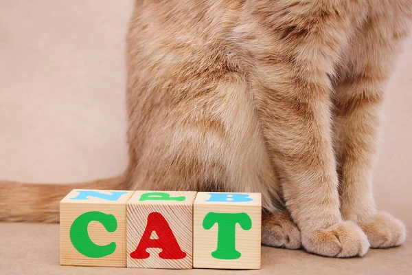 Kedi Kelimesi Tahta Küplerin Içinde Oturan Kırmızı Bir Kedinin Yanına — Stok fotoğraf