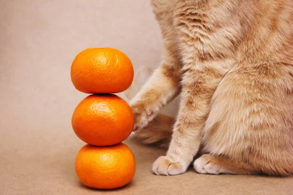 Part of a red cat touching a tower of three tangerines with its paw. Vitamins for pets.