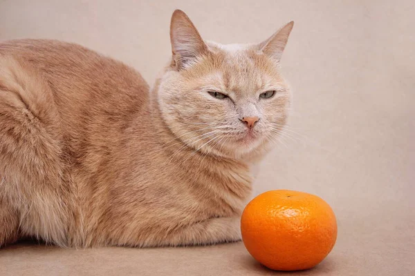 Um gato vermelho e uma tangerina ao lado. Conceito de comida para animais. Dieta de gato. Alérgenos em casa. — Fotografia de Stock