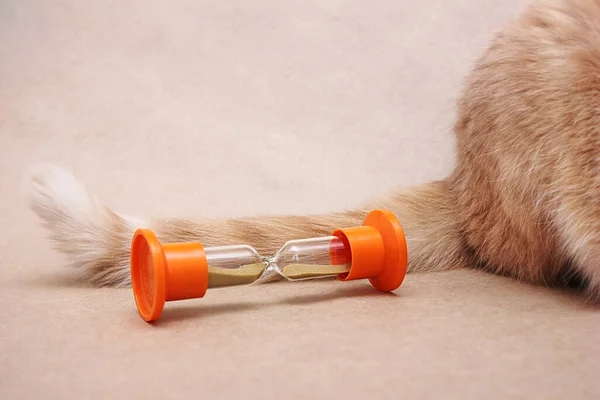 Ein Katzenschwanz und eine Sanduhr. Den Katzenschwanz zu ziehen ist eine Idee. Stillstand, Zögern. Procrastination Konzept. Um den heißen Brei geschlagen — Stockfoto