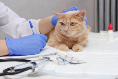 Veterinerde. Kızıl bir kedi bir veteriner tarafından muayene ediliyor. Evcil hayvanlara reçete yazılıyor.