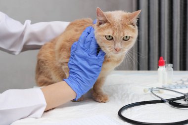 Veterinerde. Kızıl bir kedi bir veteriner tarafından muayene ediliyor. Veteriner kızıl kediyi masada tutuyor..