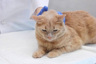 Veterinerdeki resepsiyonda kırmızı kedi vardı. Veterinerde. Kedi veteriner tarafından muayene ediliyor..