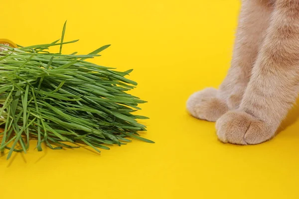 Grüner Hafer und Katzenpfoten auf gelbem Hintergrund. Grünes Gras — Stockfoto